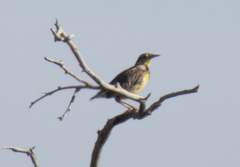 Sturnella magna lilianae