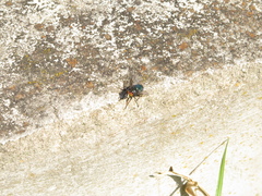 Sarconesiopsis magellanica