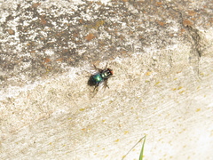 Sarconesiopsis magellanica