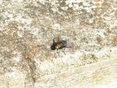 Sarconesiopsis magellanica