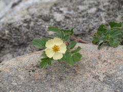 Kallstroemia rosei