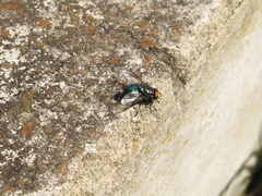 Sarconesiopsis magellanica