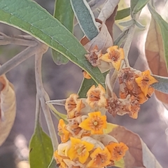 Buddleja tucumanensis