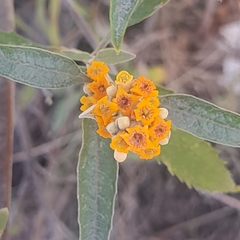 Buddleja tucumanensis