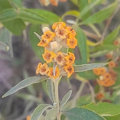 Buddleja tucumanensis