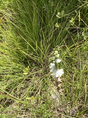 Spiranthes vernalis