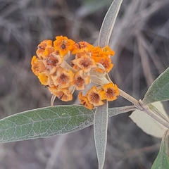 Buddleja tucumanensis