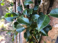 Strychnos psilosperma