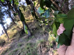 Strychnos psilosperma