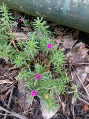 Portulaca pilosa