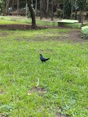 Quiscalus mexicanus