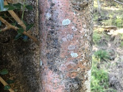 Strychnos psilosperma