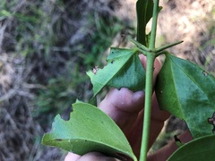 Strychnos psilosperma