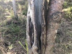 Strychnos psilosperma