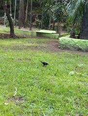 Quiscalus mexicanus
