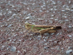 Aiolopus thalassinus tamulus