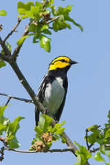 Setophaga chrysoparia