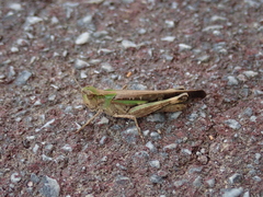 Aiolopus thalassinus tamulus