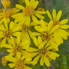 Senecio rudbeckiifolius