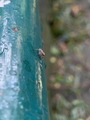 Salticinae
