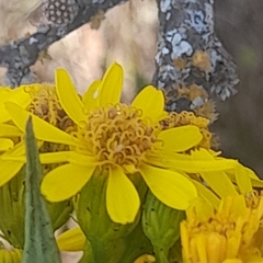 Senecio rudbeckiifolius