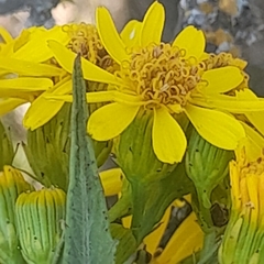 Senecio rudbeckiifolius