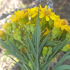Senecio rudbeckiifolius