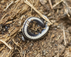 Spirobolellus immigrans