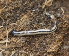 Spirobolellus immigrans