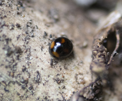 Stethotrypes raffrayi