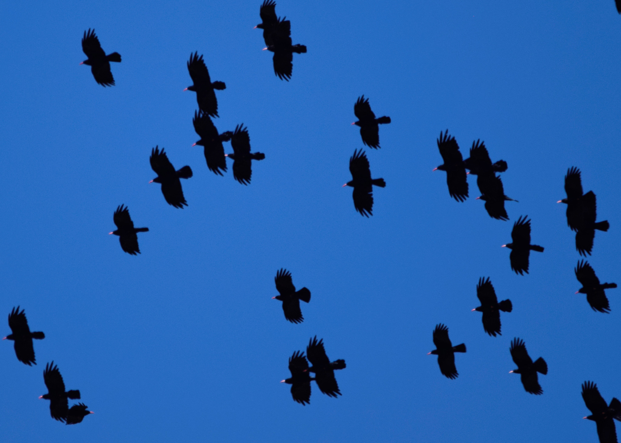 Red-billed Chough (Pyrrhocorax pyrrhocorax)