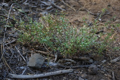 Galium bolanderi