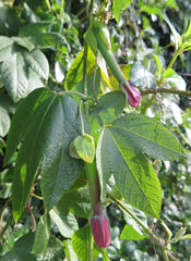 Passiflora × rosea