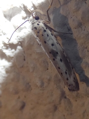 Yponomeuta irrorellus