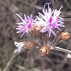 Vernonanthura squamulosa