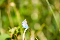 Polyommatus amandus