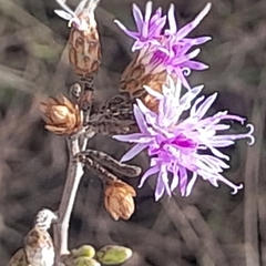 Vernonanthura squamulosa