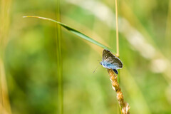Polyommatus amandus
