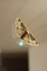 Idaea filicata