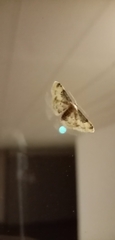 Idaea filicata