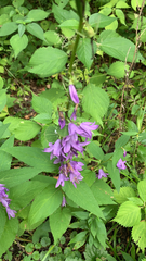 Campanula rapunculoides