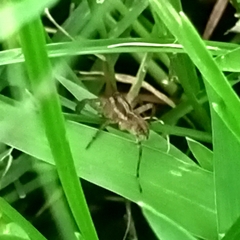 Lycosinae
