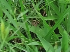 Lycosinae