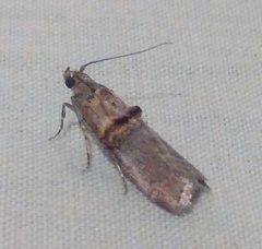 Trachonitis cristella