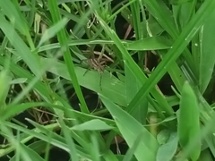 Lycosinae