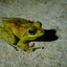 Ryukyu Kajika Frog - Photo (c) Kuan-Chieh (Chuck) Hung, some rights reserved (CC BY-NC-SA), uploaded by Kuan-Chieh (Chuck) Hung