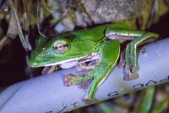 Zhangixalus pachyproctus