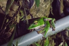 Zhangixalus pachyproctus