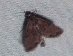 Mesoligia furuncula
