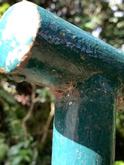 Anyphaenidae